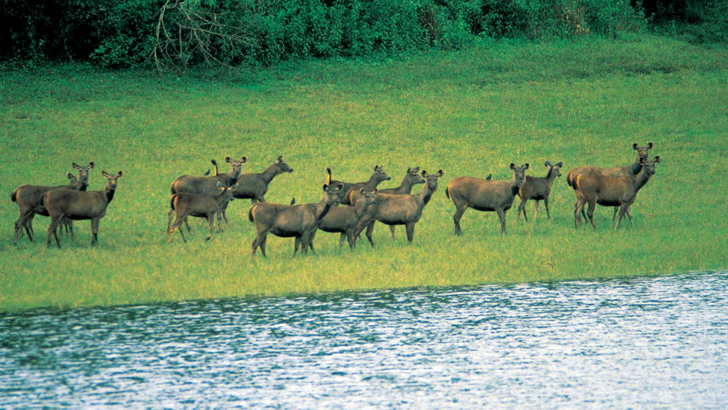 Featured image of post Wildlife Sanctuary In Kerala : Periyar wildlife sanctuary is the most popular and most visited wildlife sanctuary in kerala.