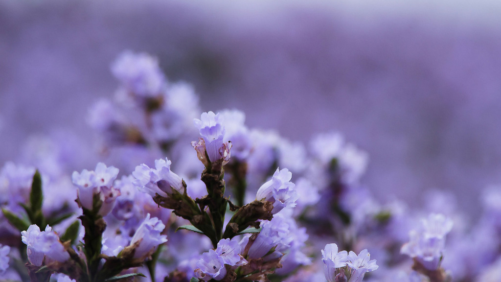 Neelakurinji, the Wonder Flower to Bloom after 12 Years