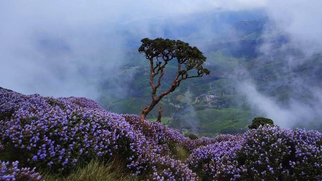 21 Neelakurinji Stock Photos HighRes Pictures and Images  Getty Images