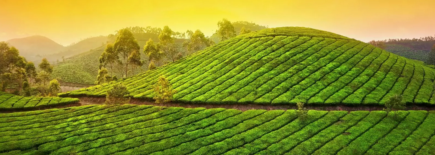 munnar-1