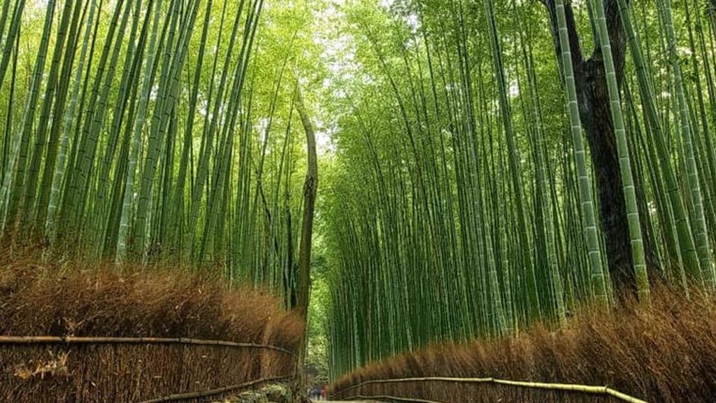 Bamboo-Forest - Kerala Tourism