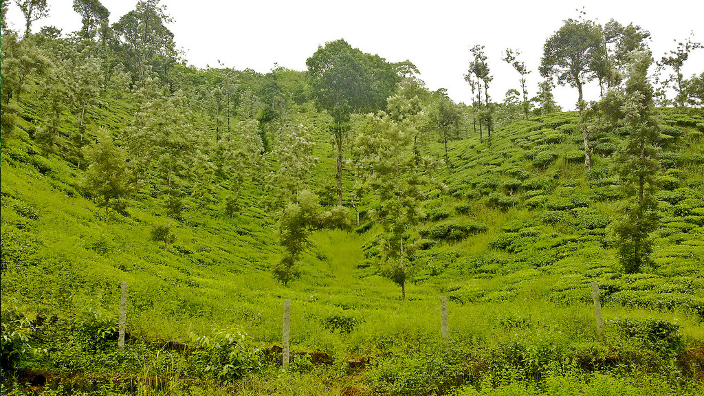 wayanad tour places