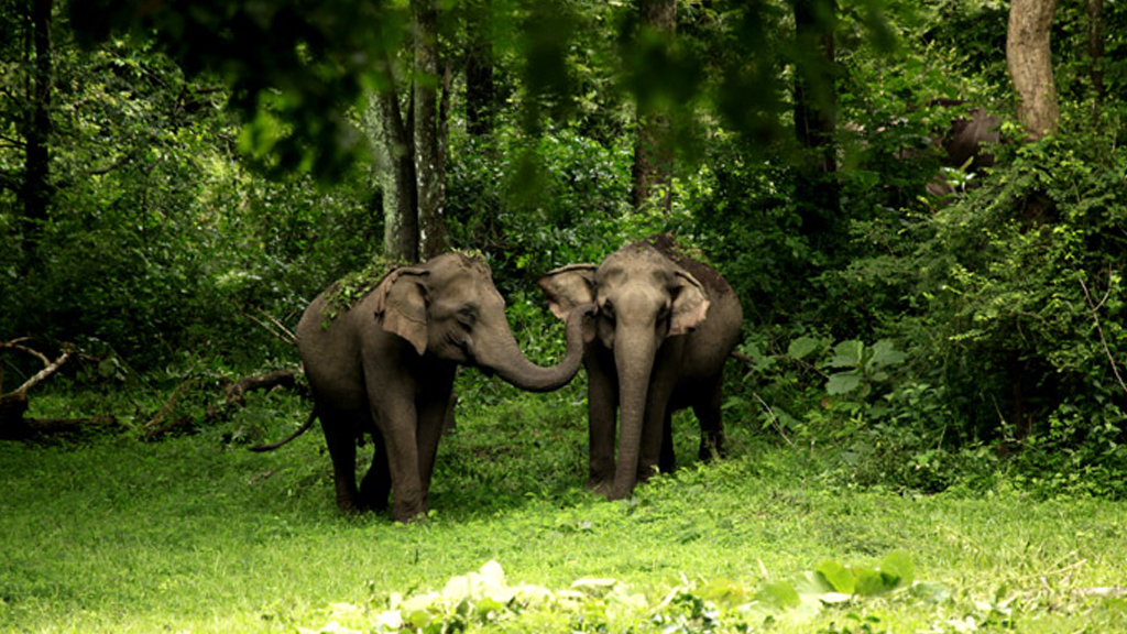 wayanad tour places