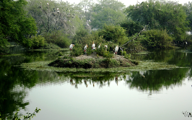 Thekkady For Honeymoon