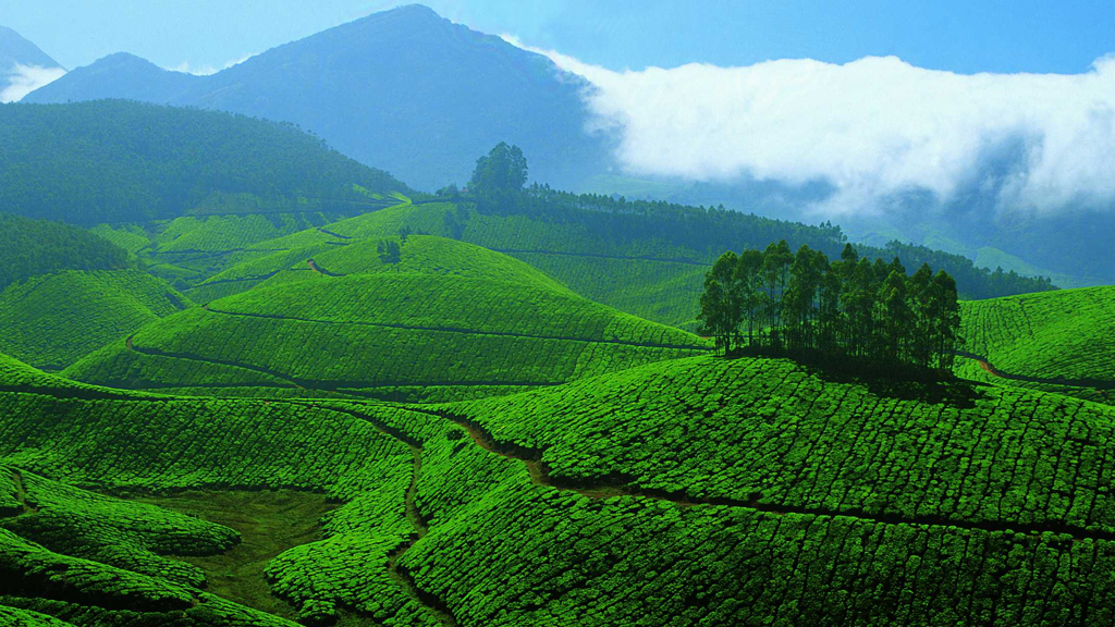 Best Tourist Places to Visit in Kerala in December 