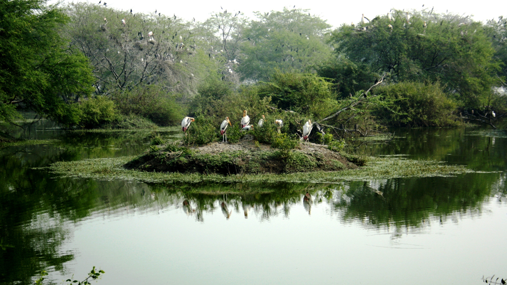 Kumarakom Bird Sanctuary